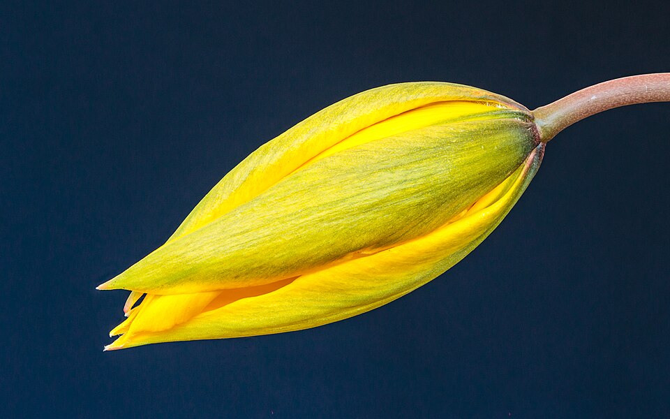Bostulp (Tulipa sylvestris), zwellende bloemknop. 24-03-2022 (d.j.b.) 01.jpg