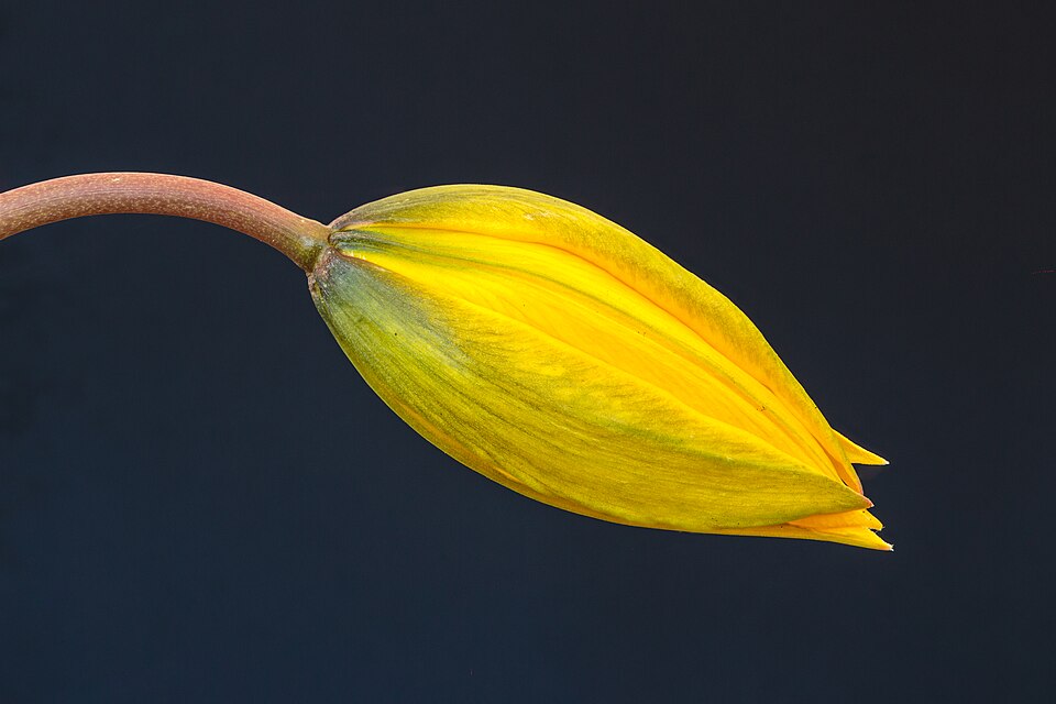 Bostulp (Tulipa sylvestris), zwellende bloemknop. 24-03-2022 (d.j.b.) 02.jpg