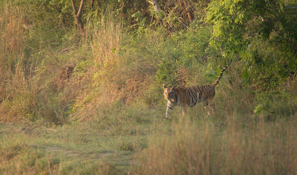Bengal tiger walking in tall grass in Dalla Community Forest, Bardia, Nepal.png