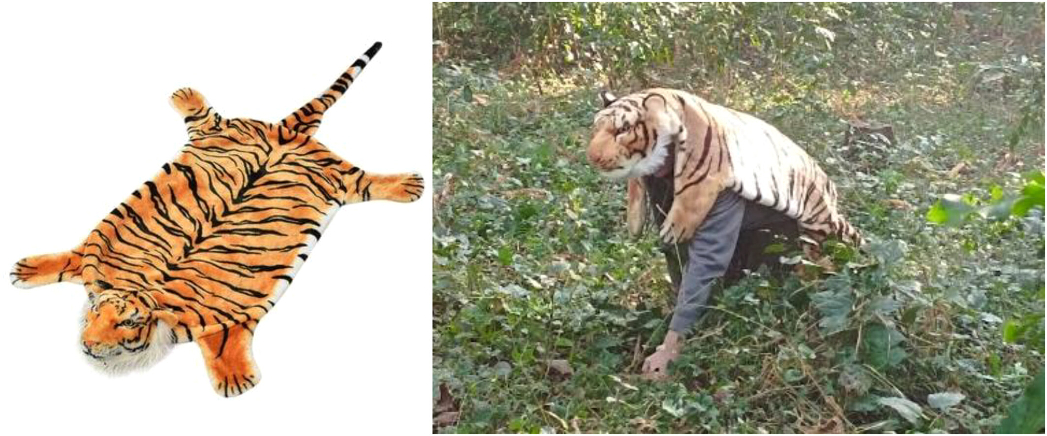 Image by Kershenbaum et al. / Zoological Society of London & Wiley (CC BY-NC-ND). A faux tiger skin used as a predator model for chital deer. — Image by Kershenbaum et al. / Zoological Society of London & Wiley (CC BY-NC-ND).