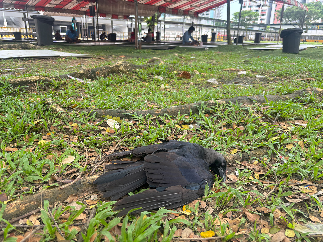 A crow poisoned by a pest control company at Sungei Tengah Lodge is seen in July 2026. Some of the birds poisoned in this location were rescued by animal welfare group ACRES and treated with a charcoal solution. Image by Robin Hicks for Mongabay.