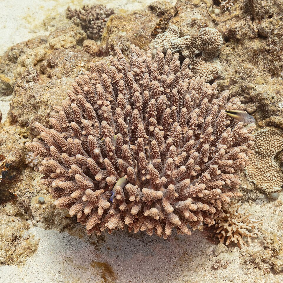 Coral (Acropora hemprichii), Ras Katy, Sharm el-Sheij, Egipto, 2022-03-26, DD 108.jpg