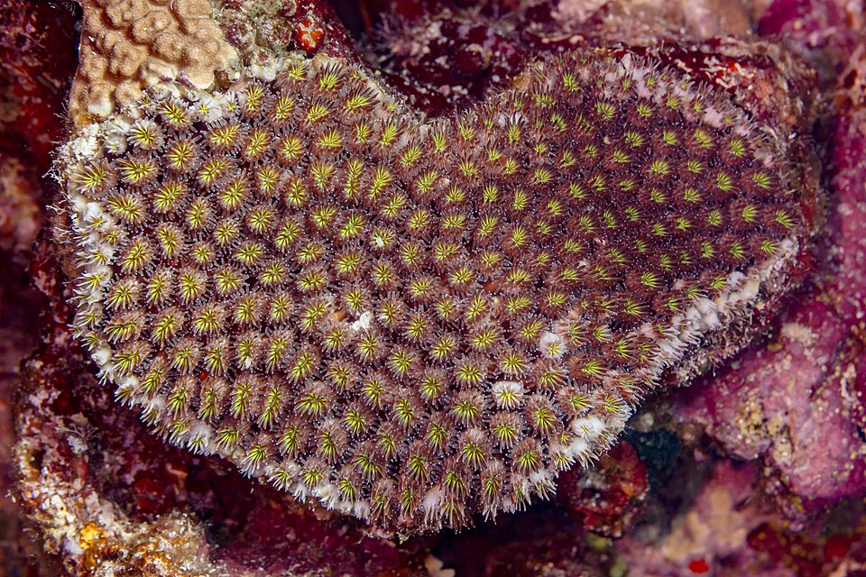 Coral (Galaxea fascicularis), mar Rojo, Egipto, 2023-04-18, DD 128.jpg