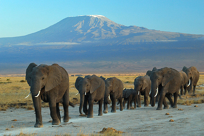 Elephants at Amboseli national park against Mount Kilimanjaro.jpg