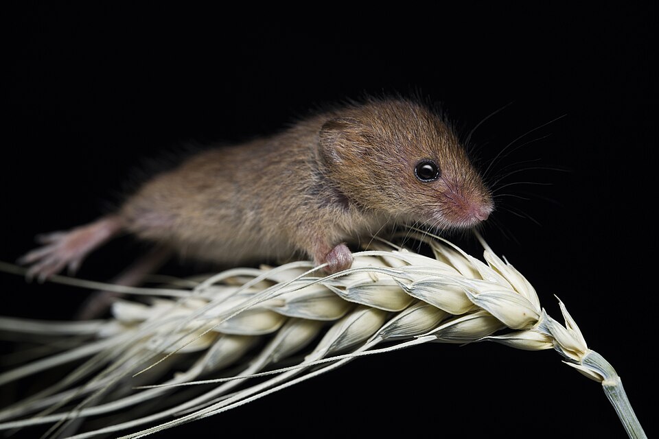 "Micromys minutus — The Harvest Mouse.jpg" by MicrocosmicWorld, CC BY-SA 4.0, via Wikimedia Commons Micromys minutus — The Harvest Mouse.jpg — "Micromys minutus — The Harvest Mouse.jpg" by MicrocosmicWorld, CC BY-SA 4.0, via Wikimedia Commons