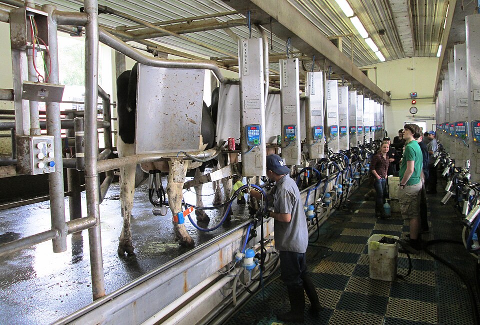 Wanner's Farm Narvon Pennsylvania milking parlour.jpg