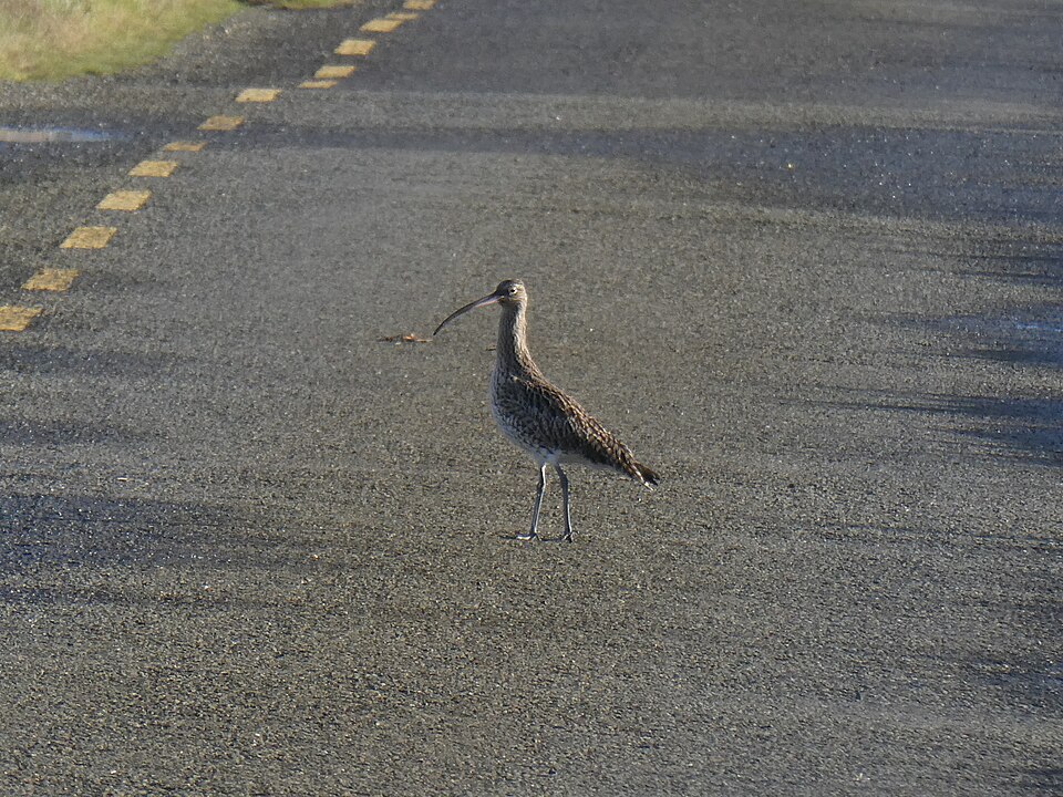 Curlew-1013864, Dingle Peninsula, Co. Kerry, Ireland.jpg