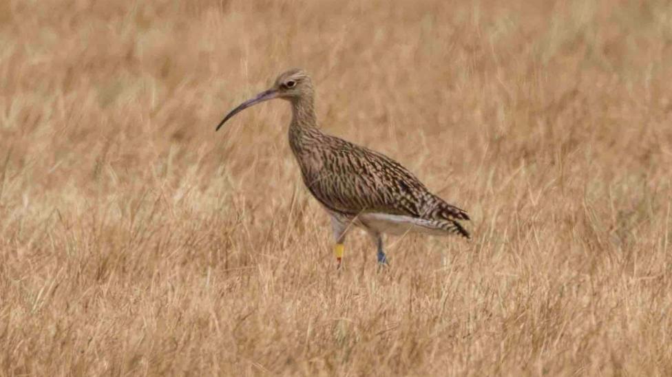 A curlew walks across an empty field of yellow grass.