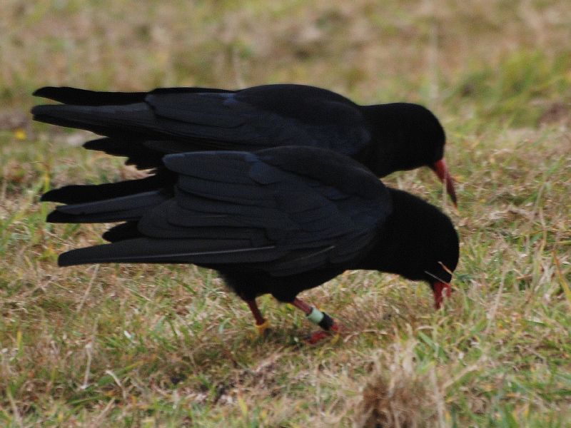 Two Red-billed Chough.jpg