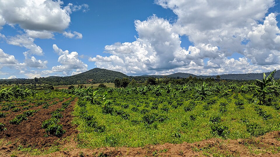 Landscape coffee farm.jpg