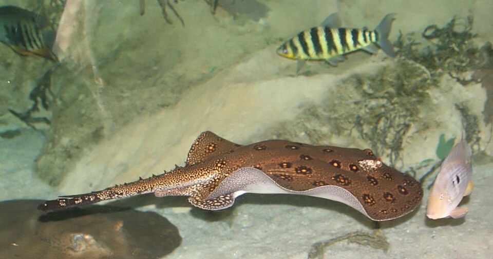 Potamotrygon motoro 14zz.jpg