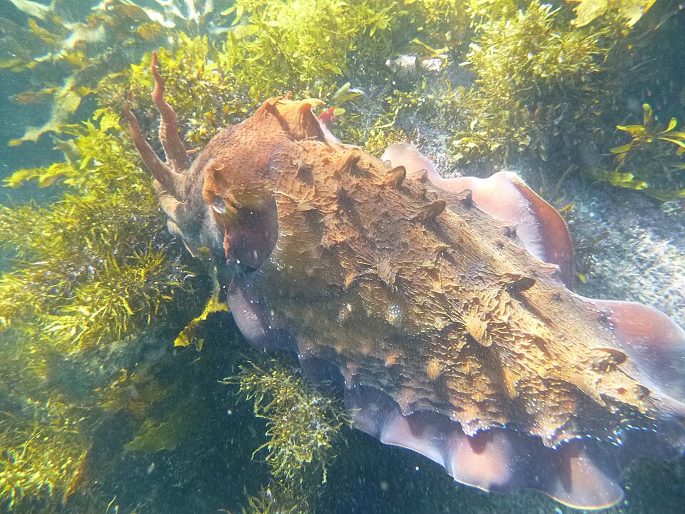 Cuttlefish (Cabbage Tree Bay).jpg