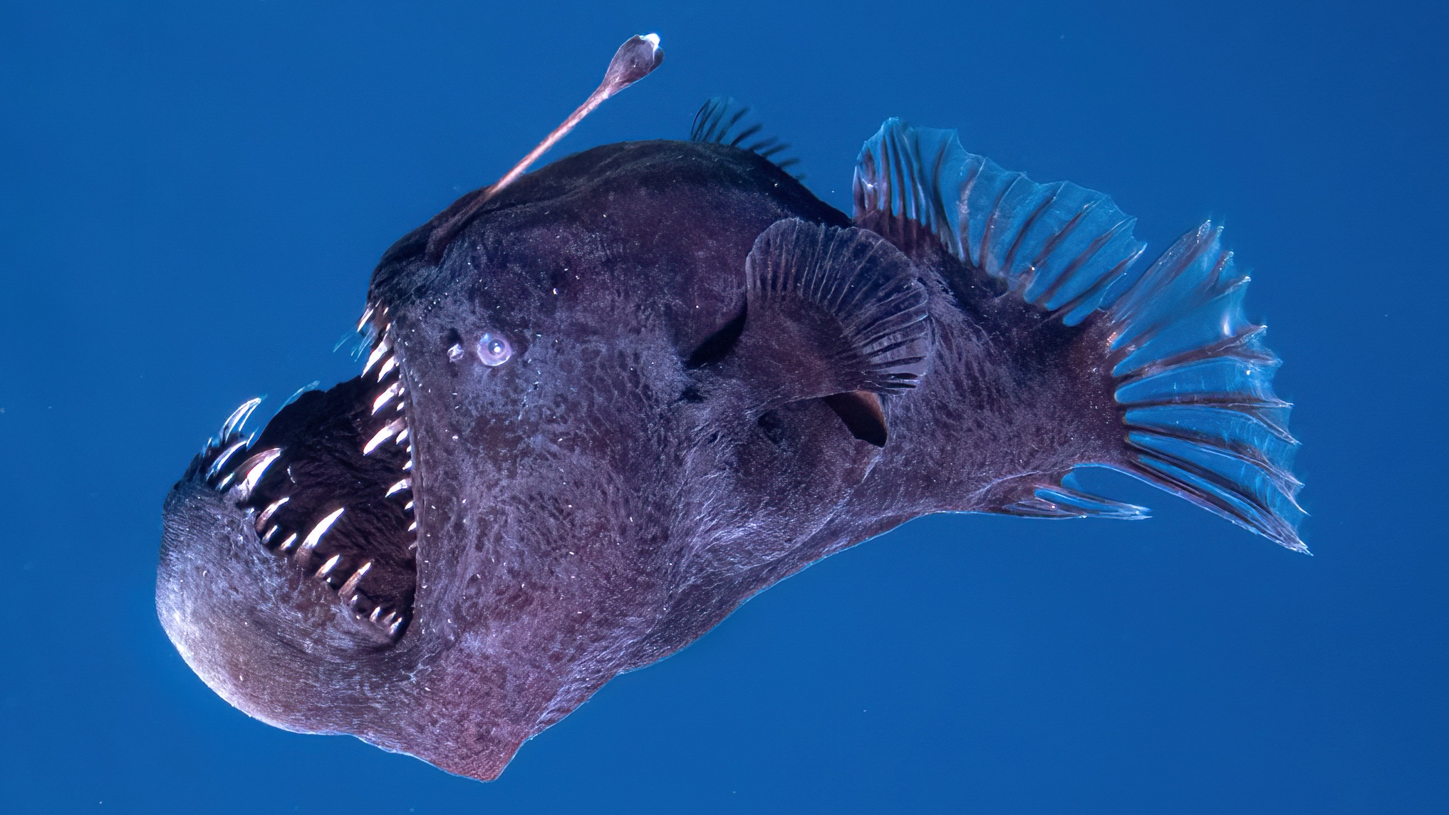 Banner image: Humpback blackdevil (Melanocetus johnsonii) anglerfish © Marc Martin Sola via iNaturalist. CC BY-NC 4.0.