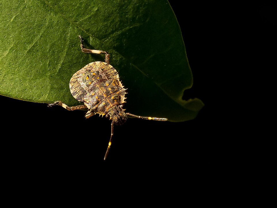 Nymph of Brown Marmorated Stink Bug (36779519036).jpg