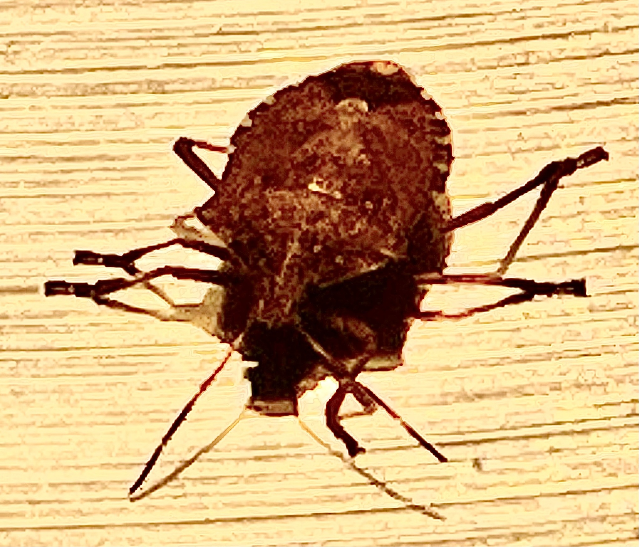 Halyomorpha halys