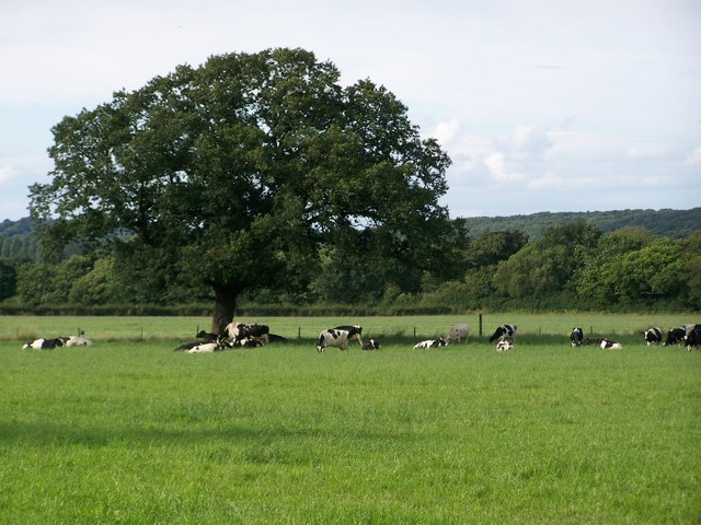 Friesian Dairy Cows, Thornton Manor - geograph.org.uk - 1411139.jpg