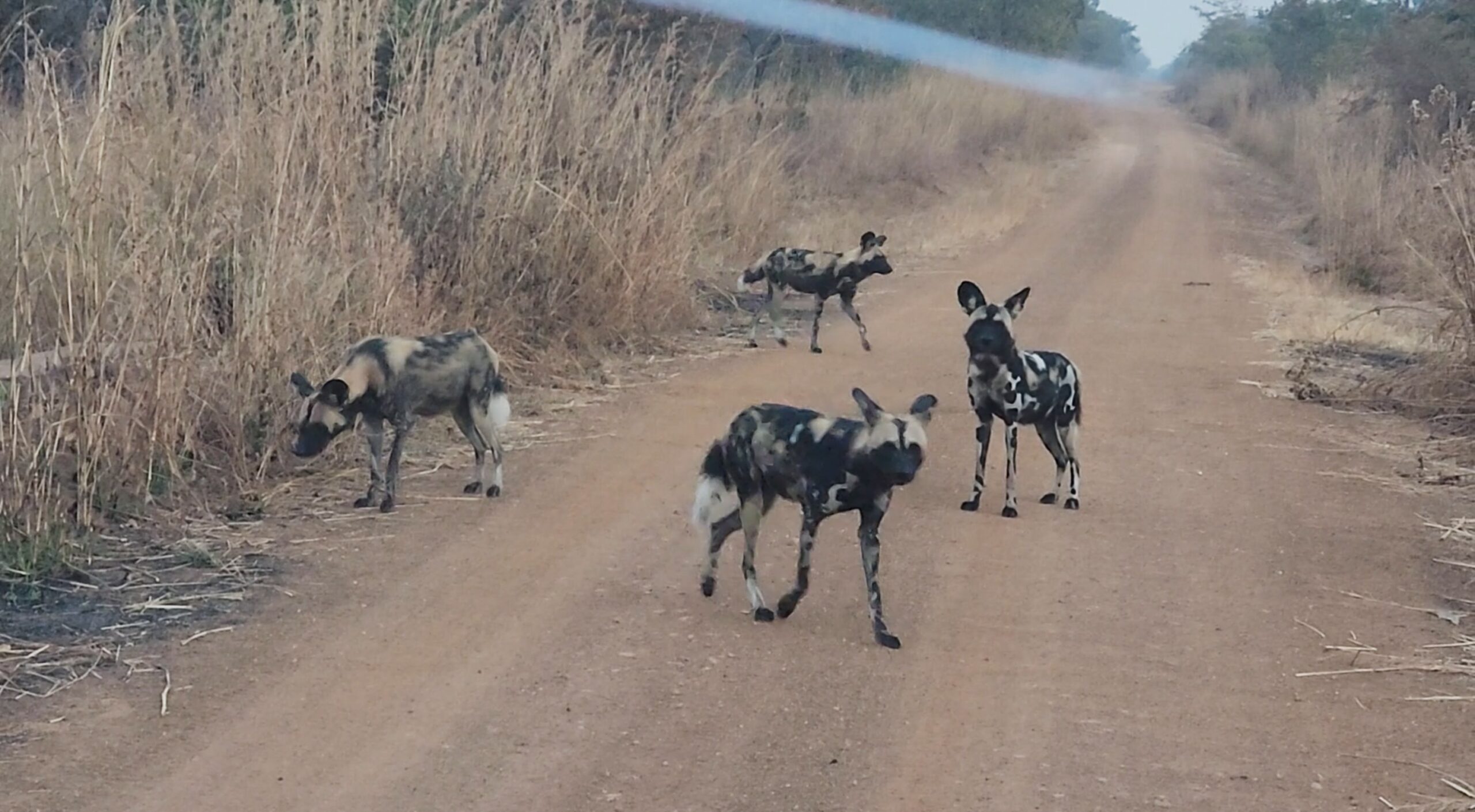 Four African wild dogs were spotted in Malawi’s Kasungu National Park in July after more than 10 years. Image courtesy of the International Federation for Animal Welfare.