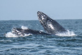 Megaptera novaeangliae