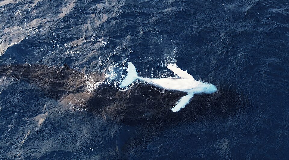Unique wildlife moment showing a newborn humpback whale calf swimming beside its mother near the ocean surface.jpg