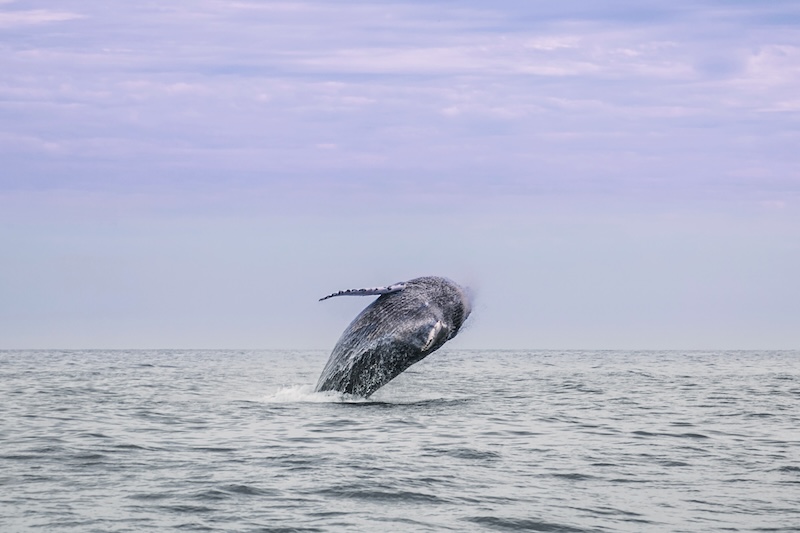 Breaching humpback whale