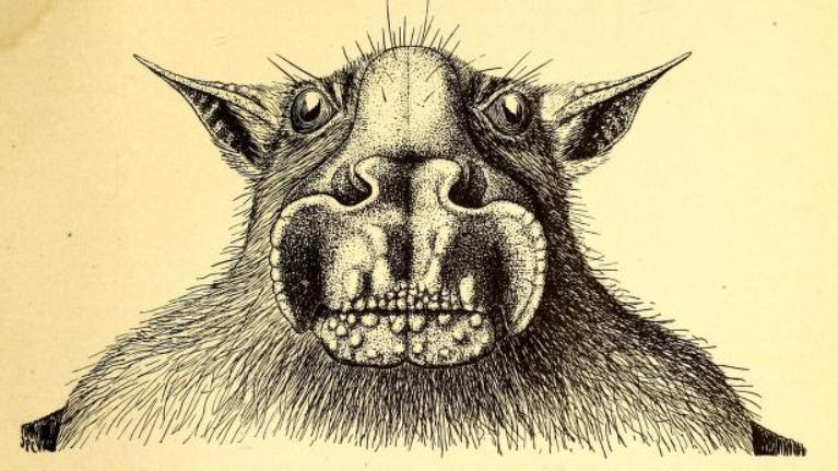 Hypsignathus monstrosus head sketch.png