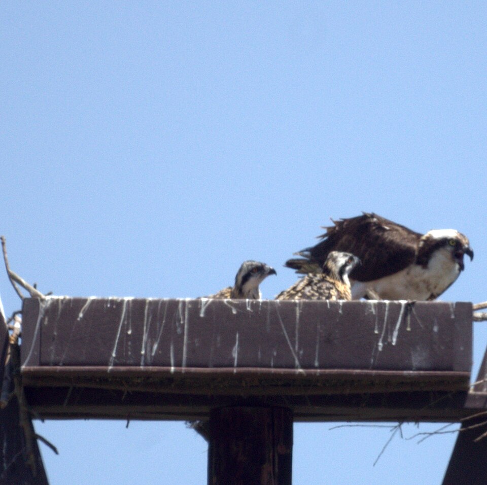Osprey Chicks (8703511368).jpg