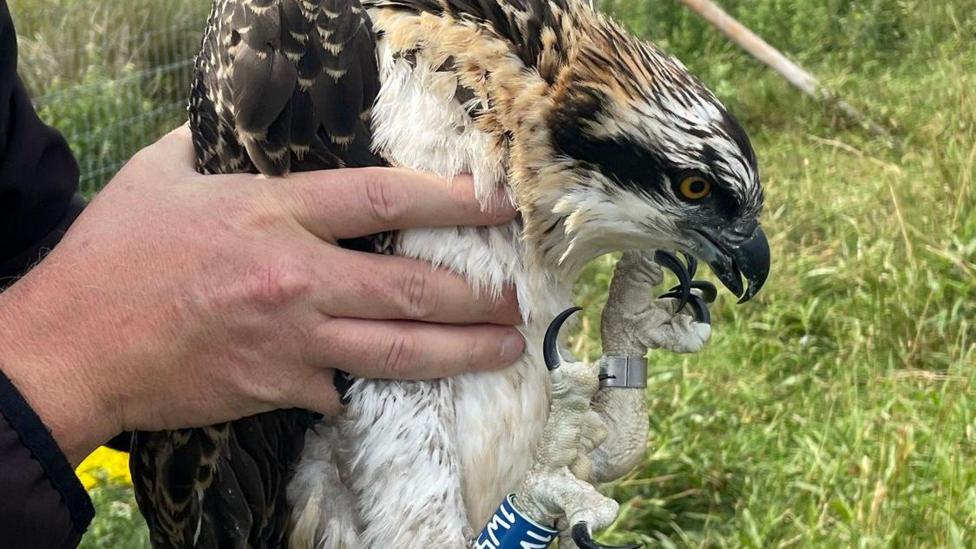 One of the ospreys being held in the hands of a man. Its head is bowed forward and its long, black talons are next to its face and scrunched together. It has a silver metal ring on its left leg and a blue ring on its right leg with some white unreadable letters on it. Its eye is orange and black and