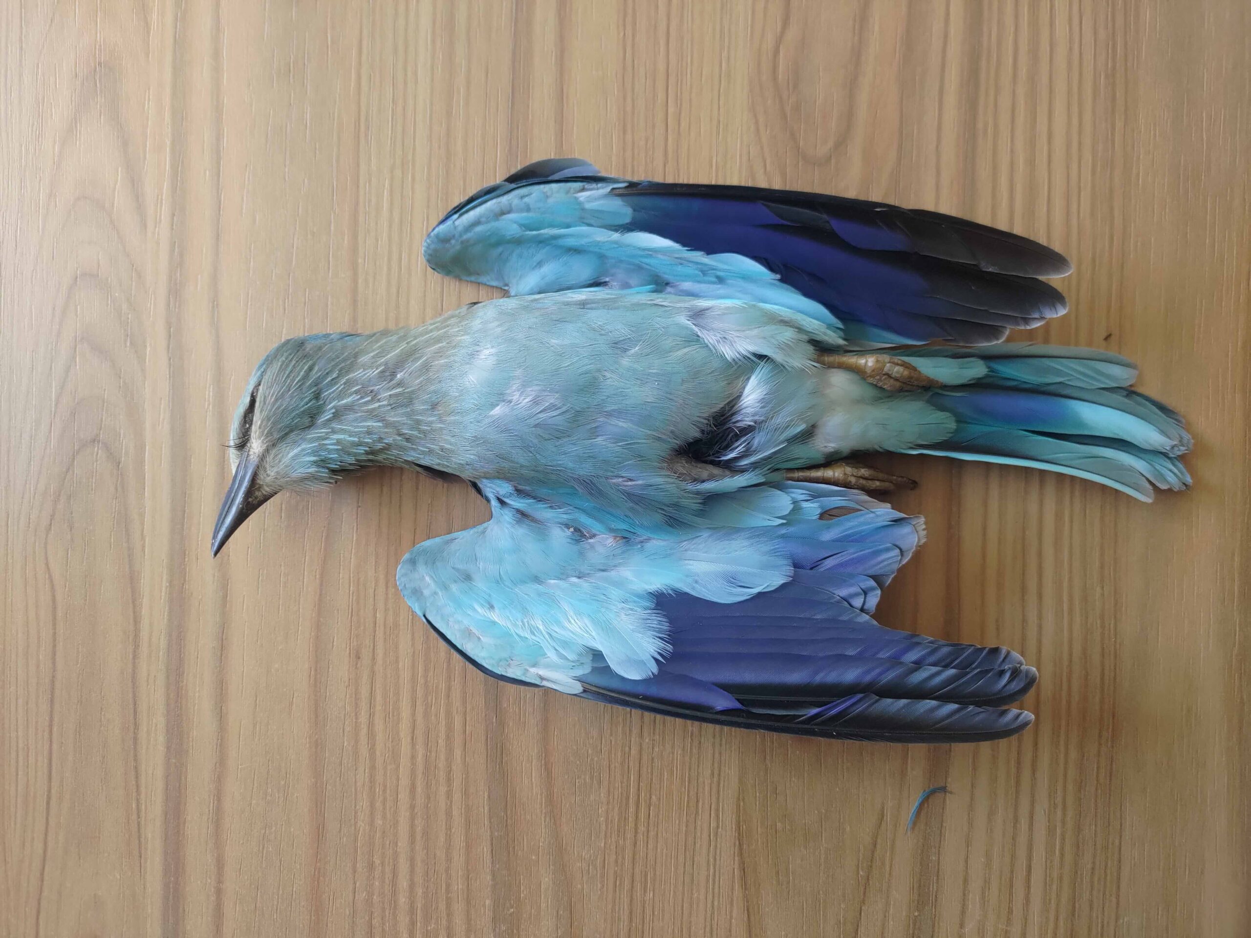 A European roller was killed by hunters after a mid-September storm.