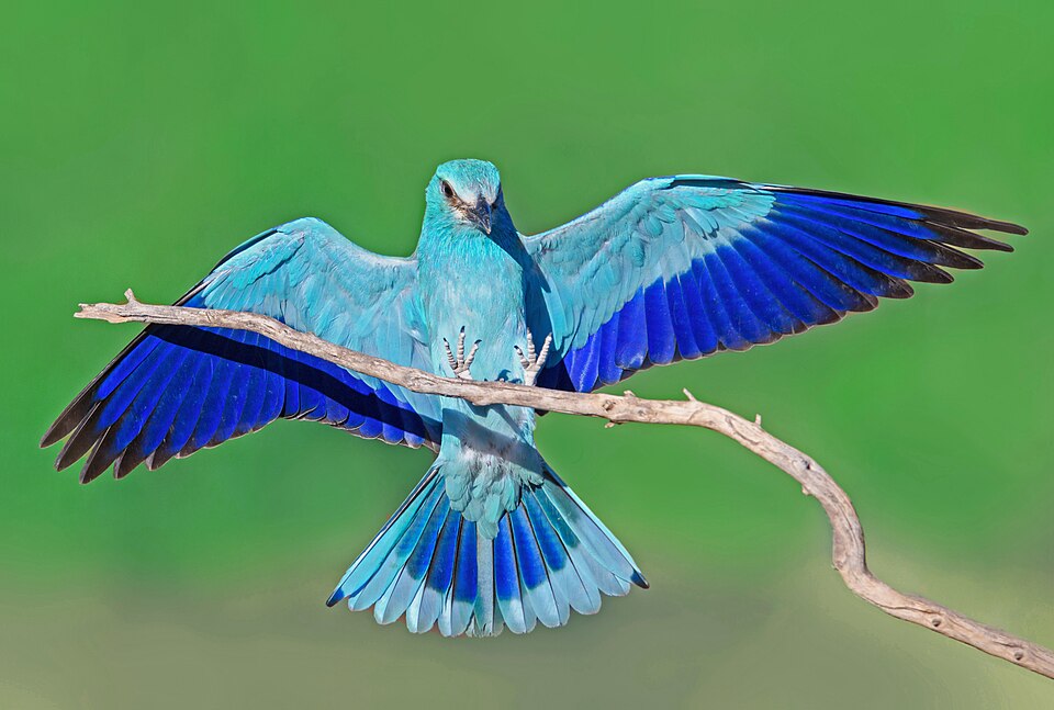 Coracias garrulus in Shirahmad wildlife refuge of Sabzevar 001.jpg