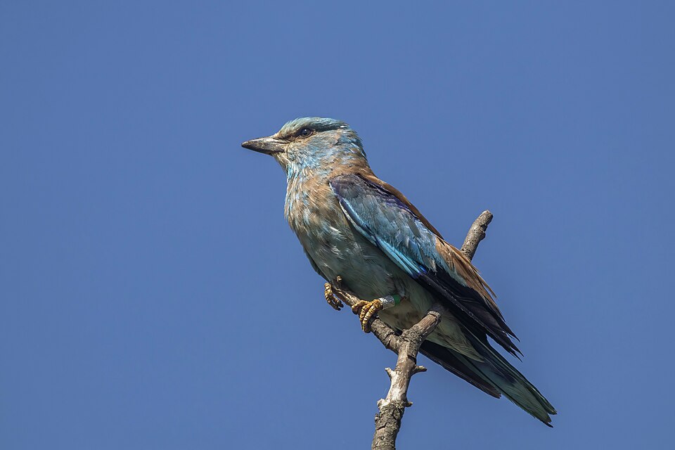 European roller (Coracias garrulus) 2.jpg