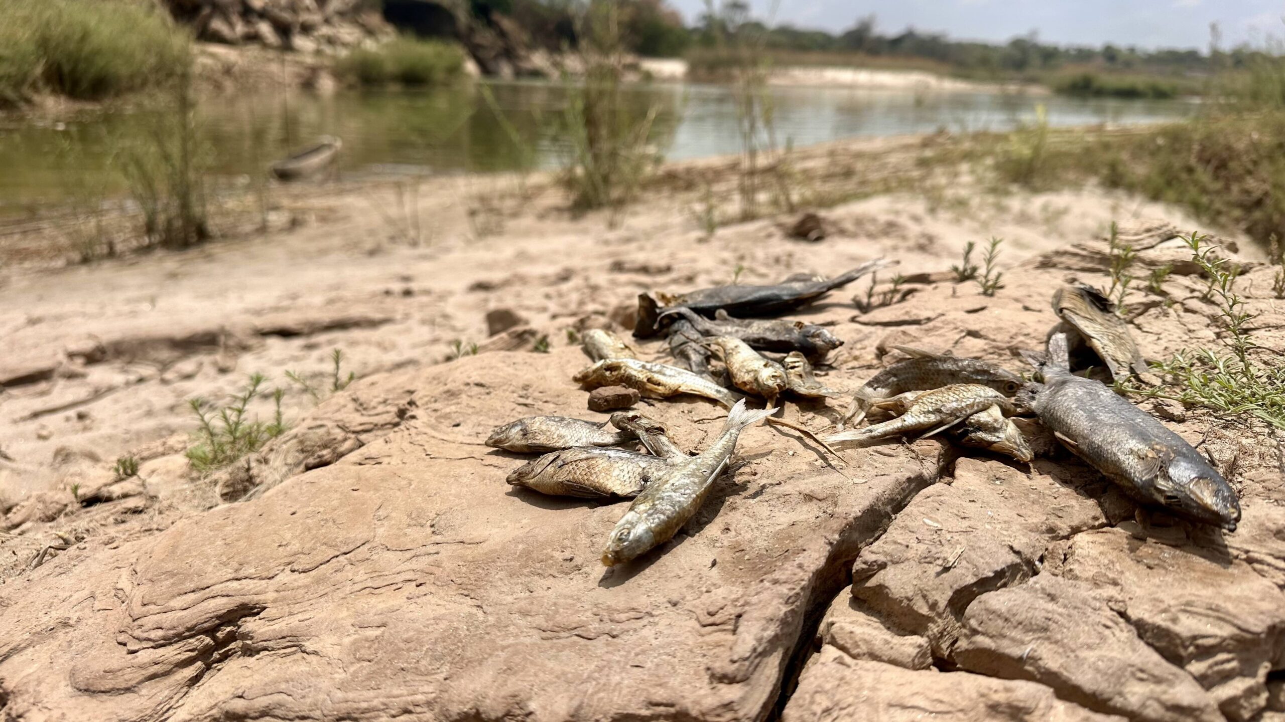 Dead fish at Hippo Pool, north of Chingola, where the Kafue River narrows into a shallow valley. Image by Victoria Schneider for Mongabay.