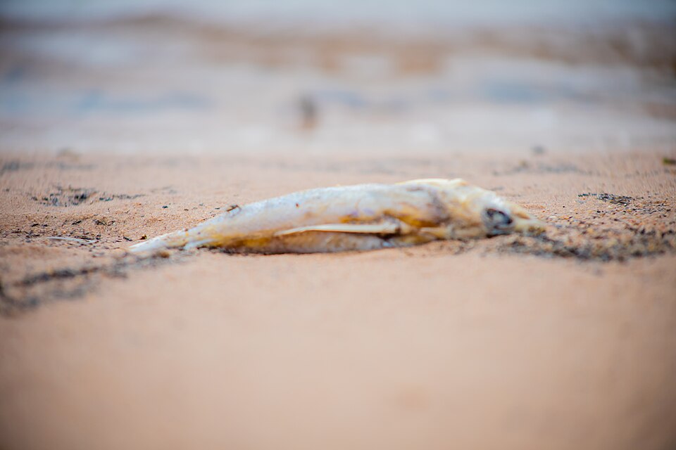 "Dead fish picture.jpg" by Abdul Rahman Abdul Kudus, CC BY-SA 4.0, via Wikimedia Commons Dead fish picture.jpg — "Dead fish picture.jpg" by Abdul Rahman Abdul Kudus, CC BY-SA 4.0, via Wikimedia Commons