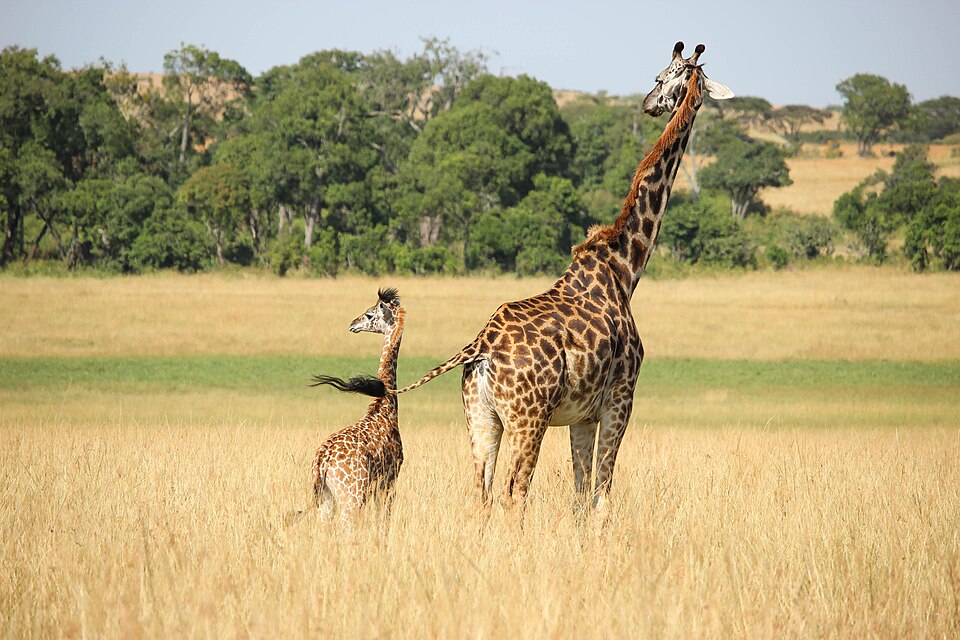 Giraffe and her calf (Unsplash).jpg