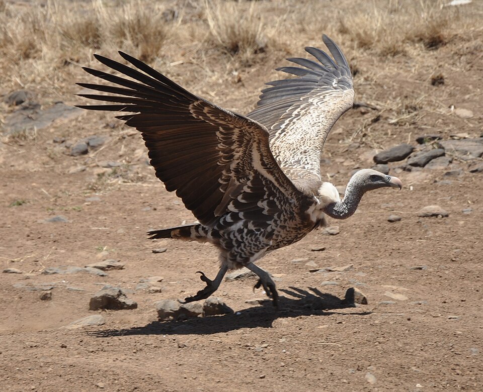 Gyps rueppellii -Nairobi National Park, Kenya-8-4c.jpg