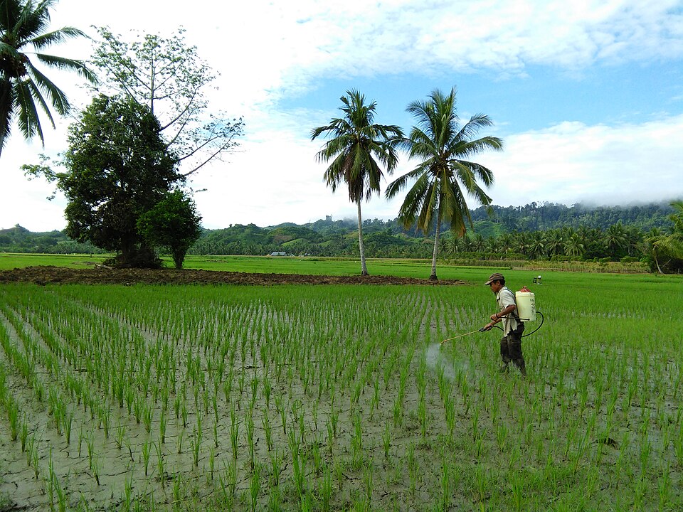 Sulawesi farmer rice agrochemical 1.jpg