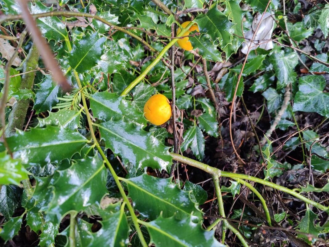 Ilex aquifolium