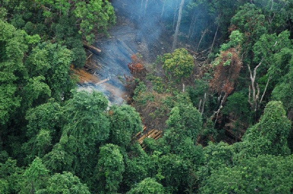 Koh Kong logging.JPG