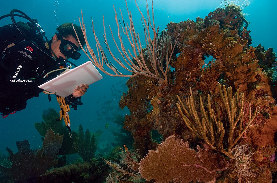 Coral Bleaching (14274360077).jpg