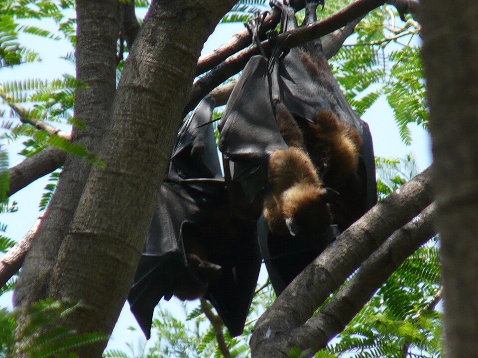 Bats (Flying Fox ?) (2477929101).jpg