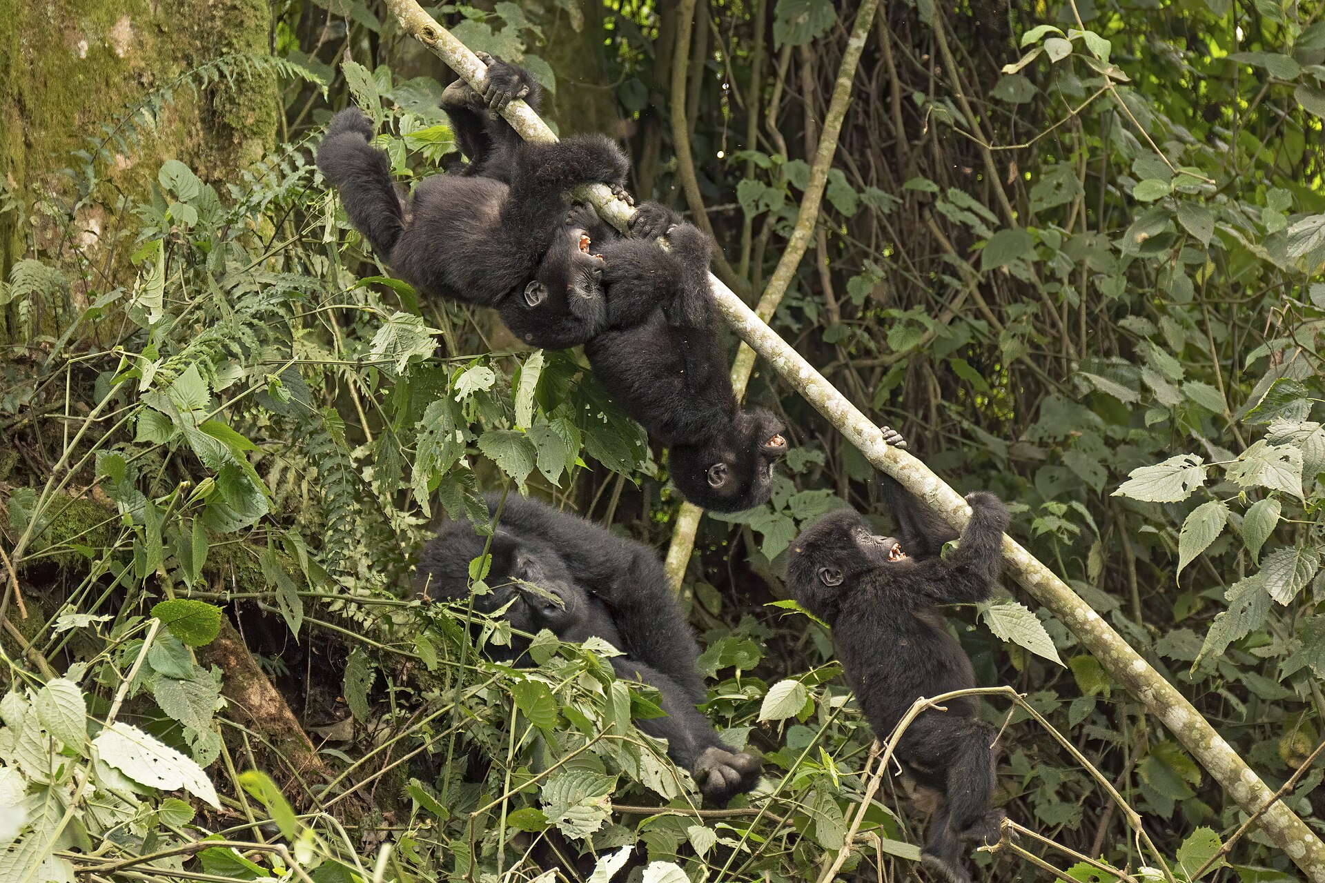 Banner image: Baby mountain gorillas playing in Bwindi Impenetrable Forest, Uganda. Image by Charles J. Sharp via Wikimedia Commons (CC BY-SA 4.0).